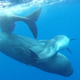 Illustration for article titled Sperm Whales Adopt A Dolphin With Spine Deformity